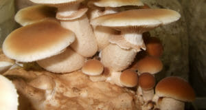 3 Medicinal Mushrooms Anyone Can Find