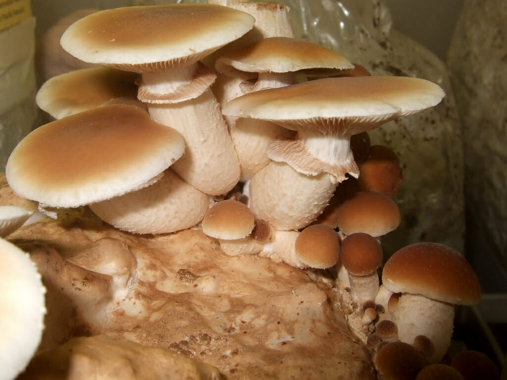 3 Medicinal Mushrooms Anyone Can Find