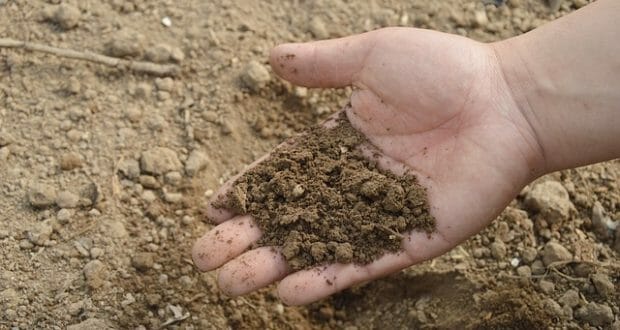 4 Common Soil Problems (And How To Easily Fix Them)