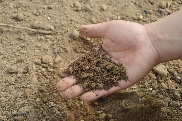 4 Common Soil Problems (And How To Easily Fix Them)