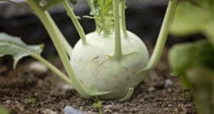 Branch Out! Here’s 5 Weird (But Delicious) Vegetables You Should Plant This Year
