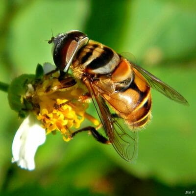 5 Beneficial Garden Bugs You Should NEVER Kill