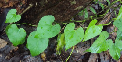 Tinospora cordifolia. 