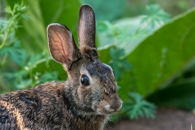 Natural Rabbit Repellents For Your Garden