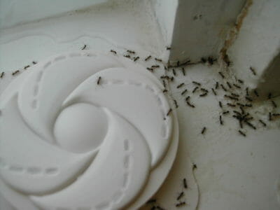 5 All-Natural, Inexpensive Ant Repellents You Already Own 
