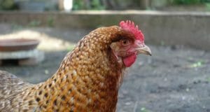 Chicken First-Aid: 8 Vital Items You Better Have On Hand