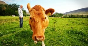 9 Smart Ways To Stay Safe Around Livestock
