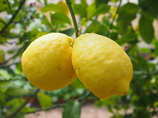 How To Grow A Lemon Tree ... From A Store-Bought Lemon