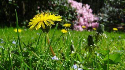 Dandelions are actually delicious