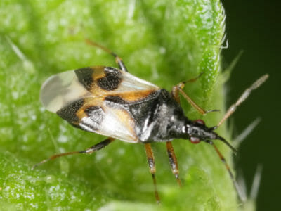 5 Beneficial Garden Bugs You Should NEVER Kill