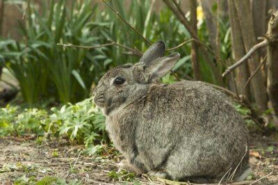 Natural Rabbit Repellents For Your Garden