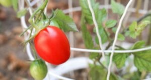 How To Grow 6-Inch Tomato Plants In Only 1 Week