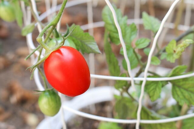 Make the most of your tomato plants