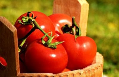 Jump start your tomato plants to get big juicy tomatoes quickly