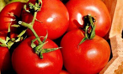 Tomato-Growing Mistakes Every Gardener Makes