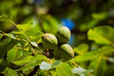 5 ‘Survival Insurance’ Trees Every Homesteader Should Plant