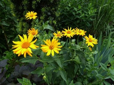 Arnica: The Secret Native American Pain Reliever