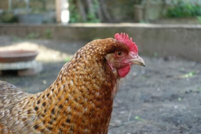 The 4 Cheapest Ways To Feed Your Chickens 