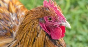 Broody Hens: The Key To A Sustainable Flock