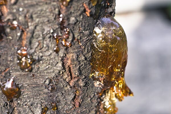 4 Crazy Off-Grid Uses For Pine Sap (Our Favorite: No. 2) - Off The Grid News
