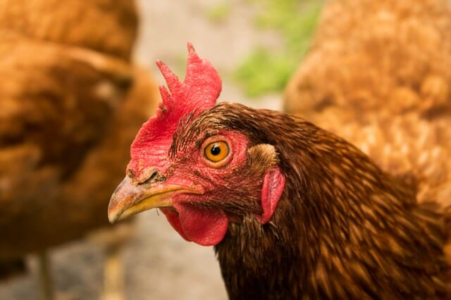 The 4 Cheapest Ways To Feed Your Chickens