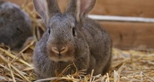 Are Rabbits Better Than Chickens For ‘Survival Meat’? The Answer May Surprise You.