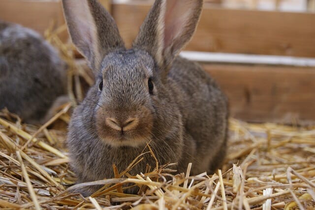 Are Rabbits Better Than Chickens For 'Survival Meat'? The Answer May Surprise You.