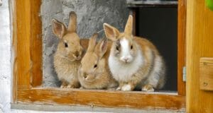 How To Successfully Breed Rabbits Every Single Time