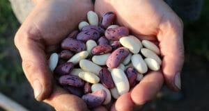 6 Secrets To Growing Better Bush Beans