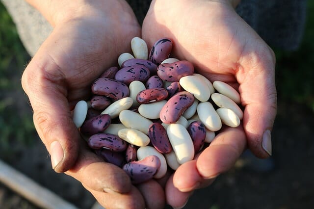 6 Secrets To Growing Better Bush Beans