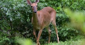 4 Tricks To Keep Deer Out Of Your Yard (No. 2 Is Gross … But Works)