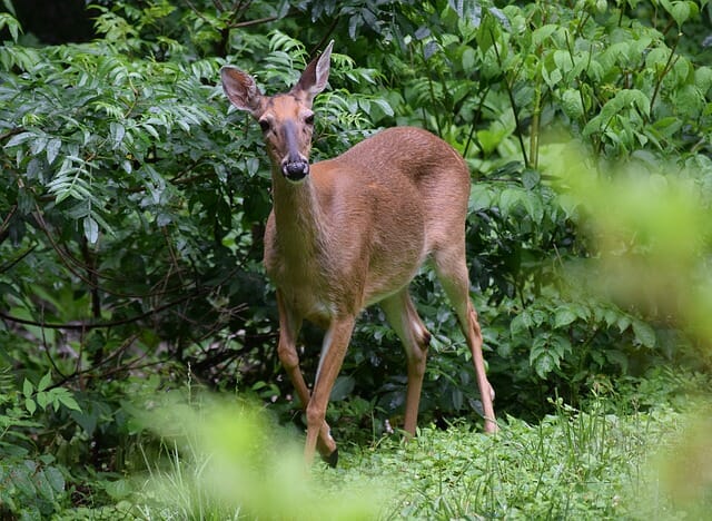 4 Natural Ways To Keep Deer Out Of Your Yard (No. 2 Is Yukky … But Works)