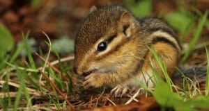 12 Clever Ways To Keep Rodents (Including Chipmunks!) Out Of Your Garden