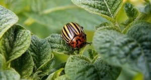 The Organic Gardener’s Guide To Repelling Insects