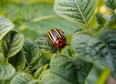 colorado-potato-beetle-582966_640