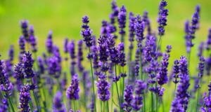 9 Surprising Uses For Backyard Lavender Plants (Got Bugs? Try No. 5)