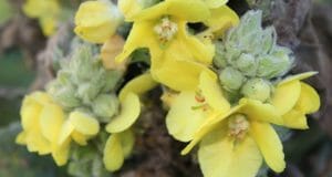 8 Healing Uses For Mullein (The Native American ‘Survival Weed’)