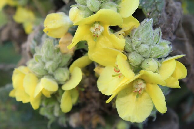 8 Healing Uses For Mullein (The Native American ‘Survival Weed’)