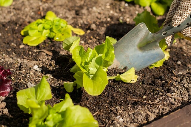 5 Tricks To Help Your Garden Thrive During A Drought