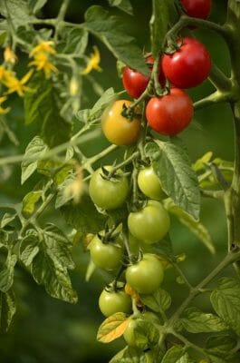 The 4 Fastest (And Best) Ways To Ripen Green Tomatoes