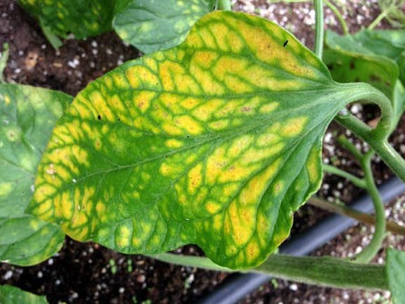What To Do When Your Tomato Leaves Turn Yellow