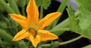 Ornamental Edibles: Vegetables That Can Beautiful Your Landscape AND Feed You