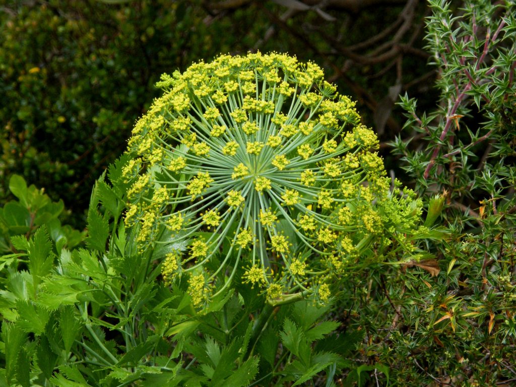 10 Uses For Galbanum Oil -- The ‘Miracle Oil’ Of The Romans