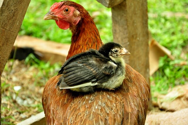 3 Steps To Making Money From Backyard Chickens