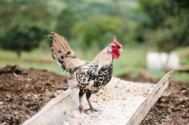 5 Easy Steps Toward Sustainable Chicken Farming