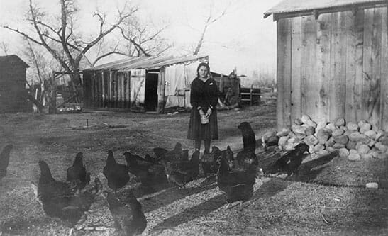 You Wouldn’t Recognize The Poultry Your Great-Great Grandparents Raised
