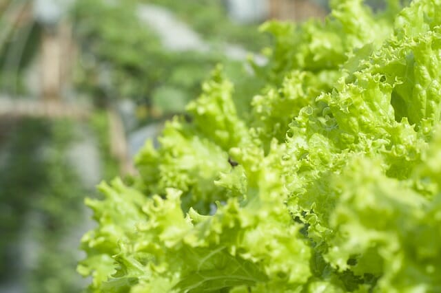 The Secret To Storing Fresh Lettuce For Up To A MONTH