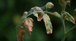 So, Your Tomato Plant Has Wilted Leaves? Here’s What To Do.