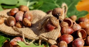 Turn Bitter Acorns Into Delicious Nuts, Butter And Flour
