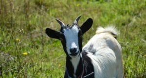 Are Goats Better Than Cows For The Homestead?